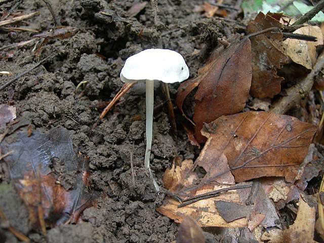La  Foresta  Igrofila  di  Ettingen
